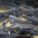 Numerous surgeonfish in water