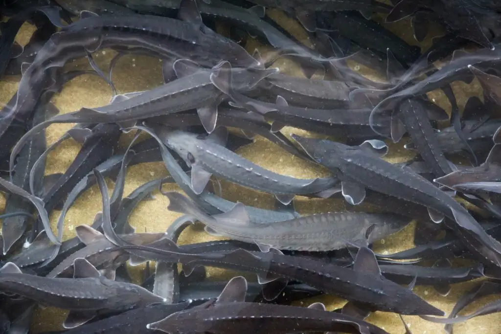 Sturgeons in a fish tank